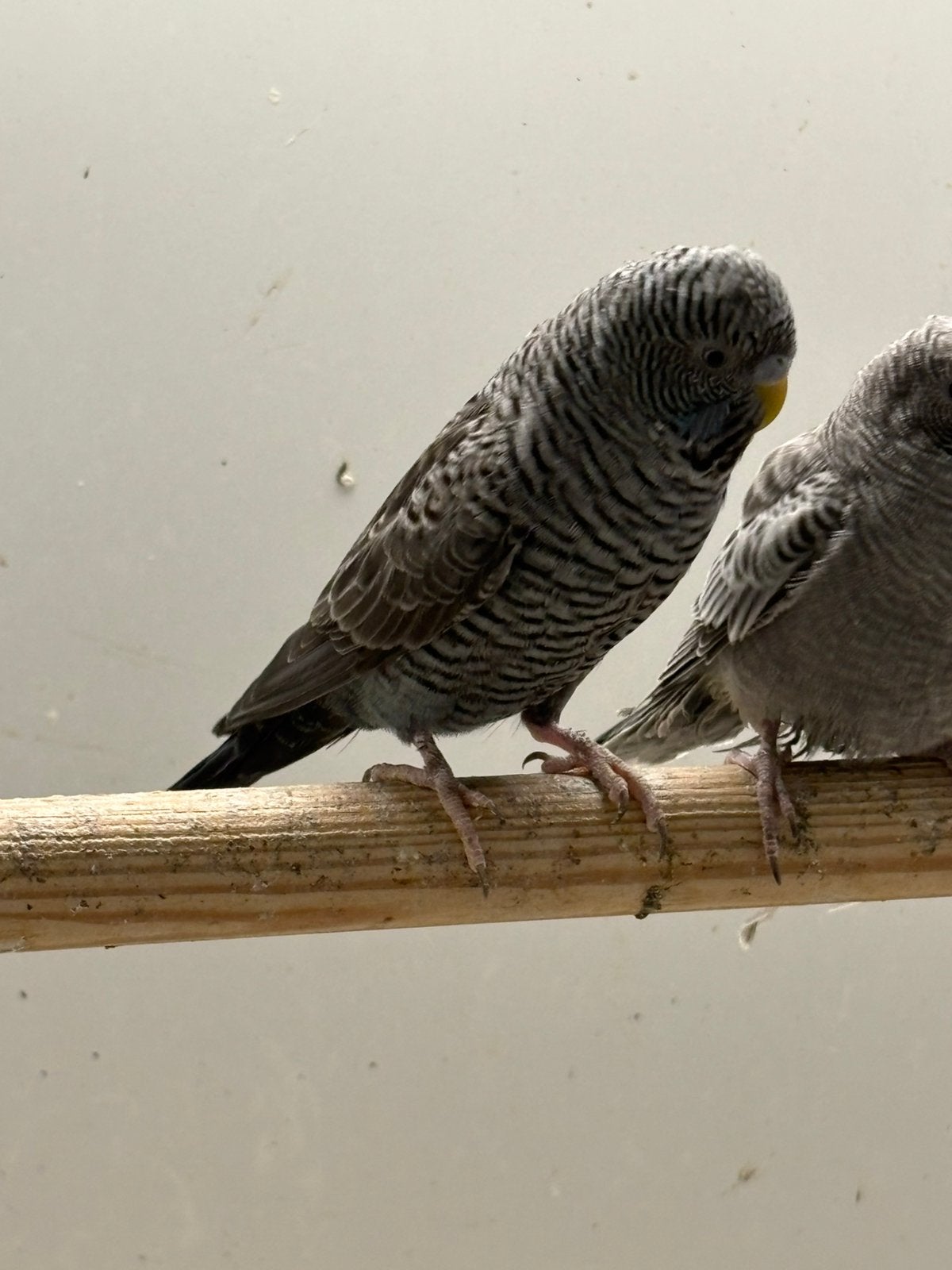 Grijs/antraciet bfbw man, Dieren en Toebehoren, Vogels | Parkieten en Papegaaien, Mannelijk, Parkiet, Geringd