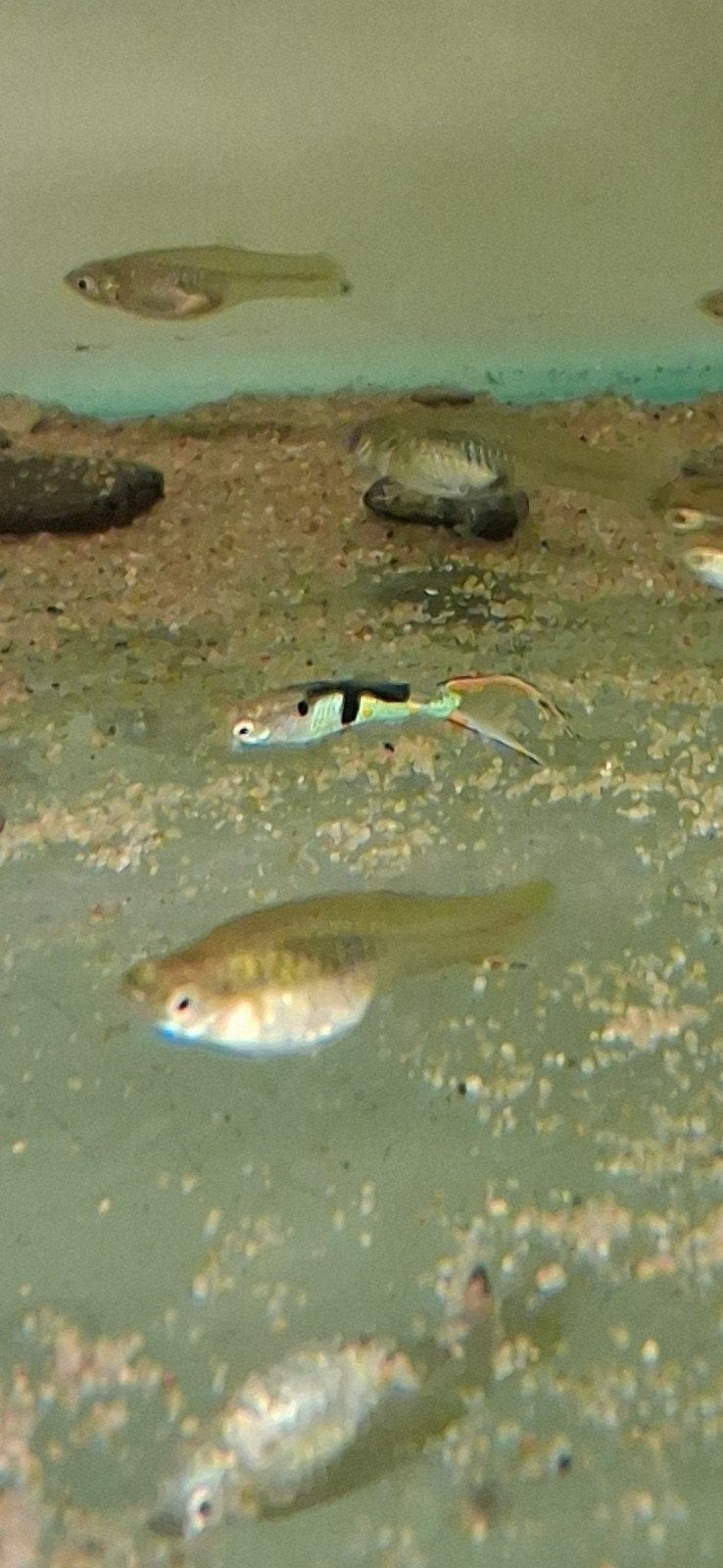 El tiger (green) endler gup, Vis