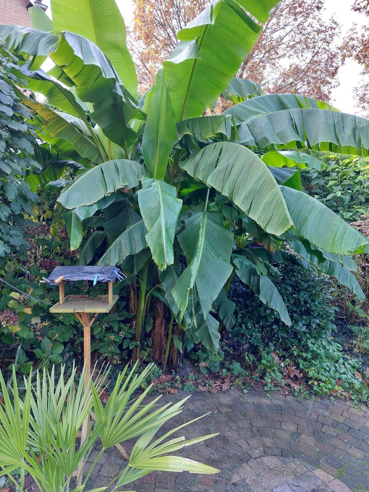 Stekje van deze mooie bananenplant, Ophalen, Halfschaduw