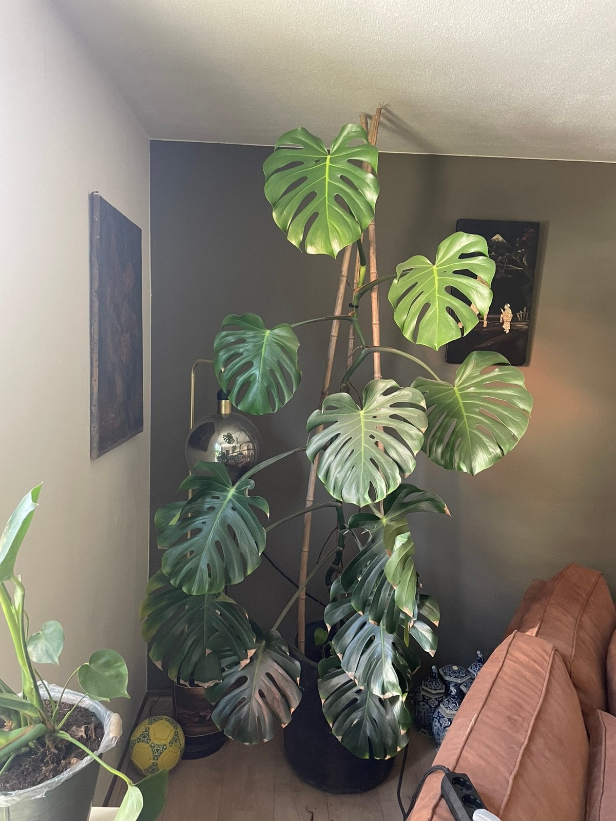 Monstera Incl. Pot | Groot, Huis en Inrichting, Kamerplanten, Ophalen, 200 cm of meer, Halfschaduw, In pot