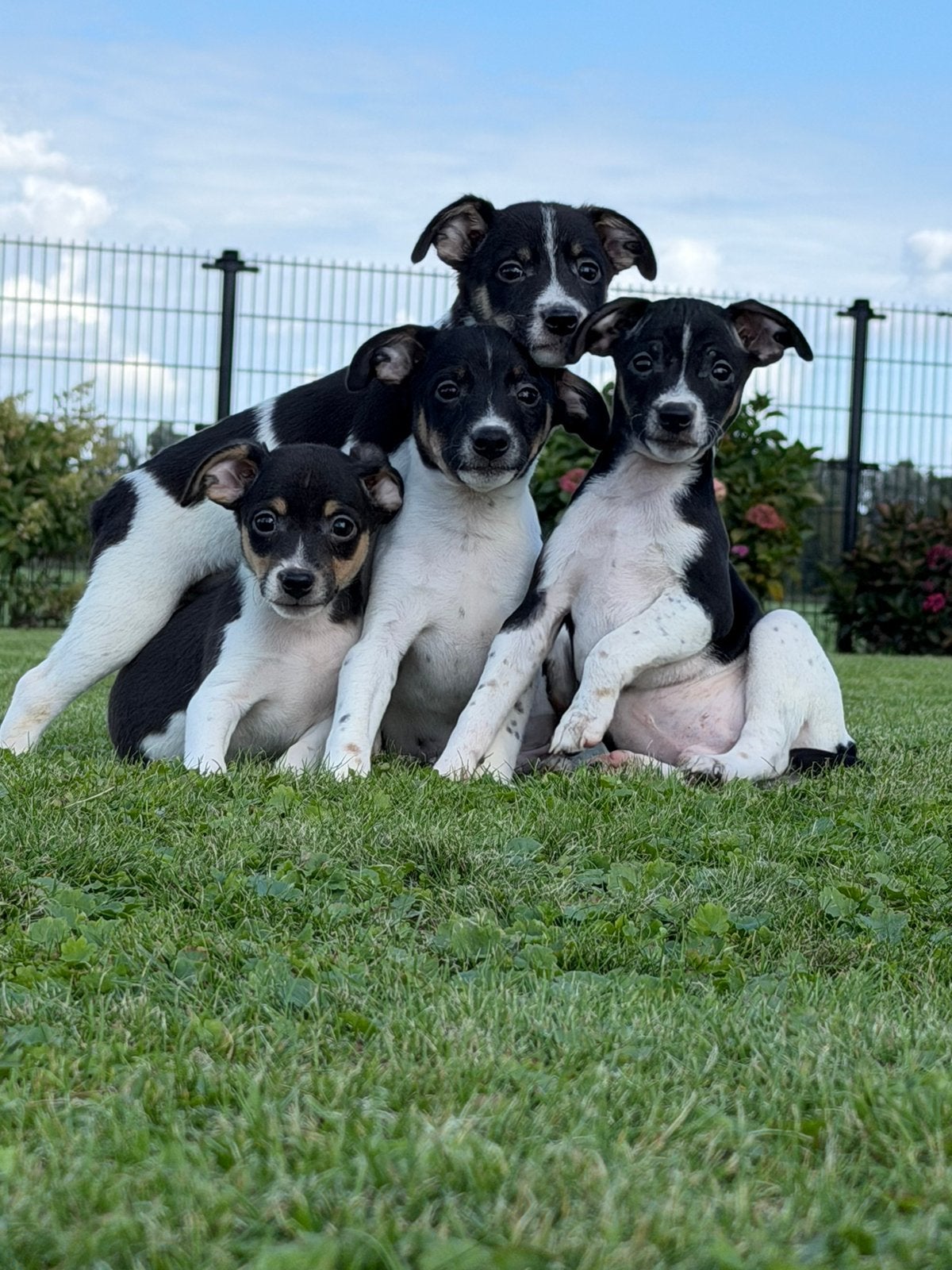 Mooie lieve en speelse boerenfox pups LAATSTE 2 REUTJES, Dieren en Toebehoren, Overige rassen, CDV (hondenziekte), 8 tot 15 weken