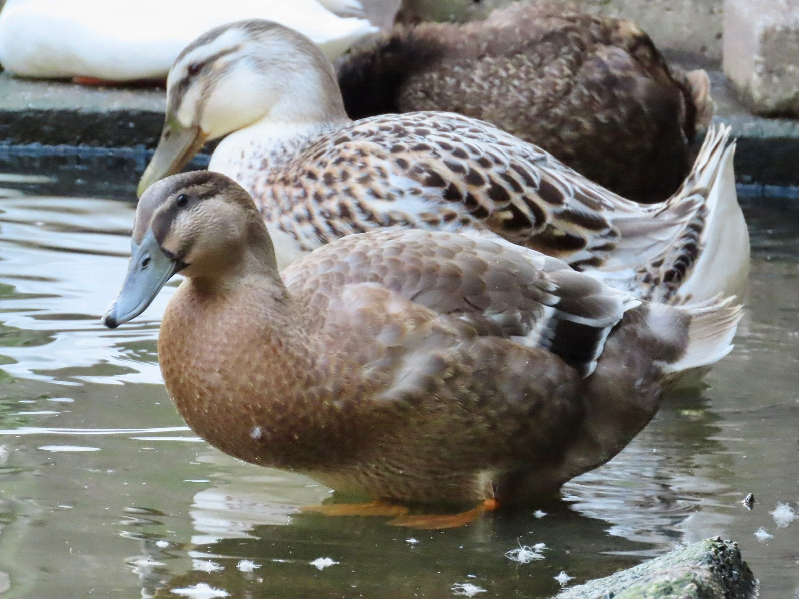 4 mooie jonge eenden, Dieren en Toebehoren, Meerdere dieren, Eend