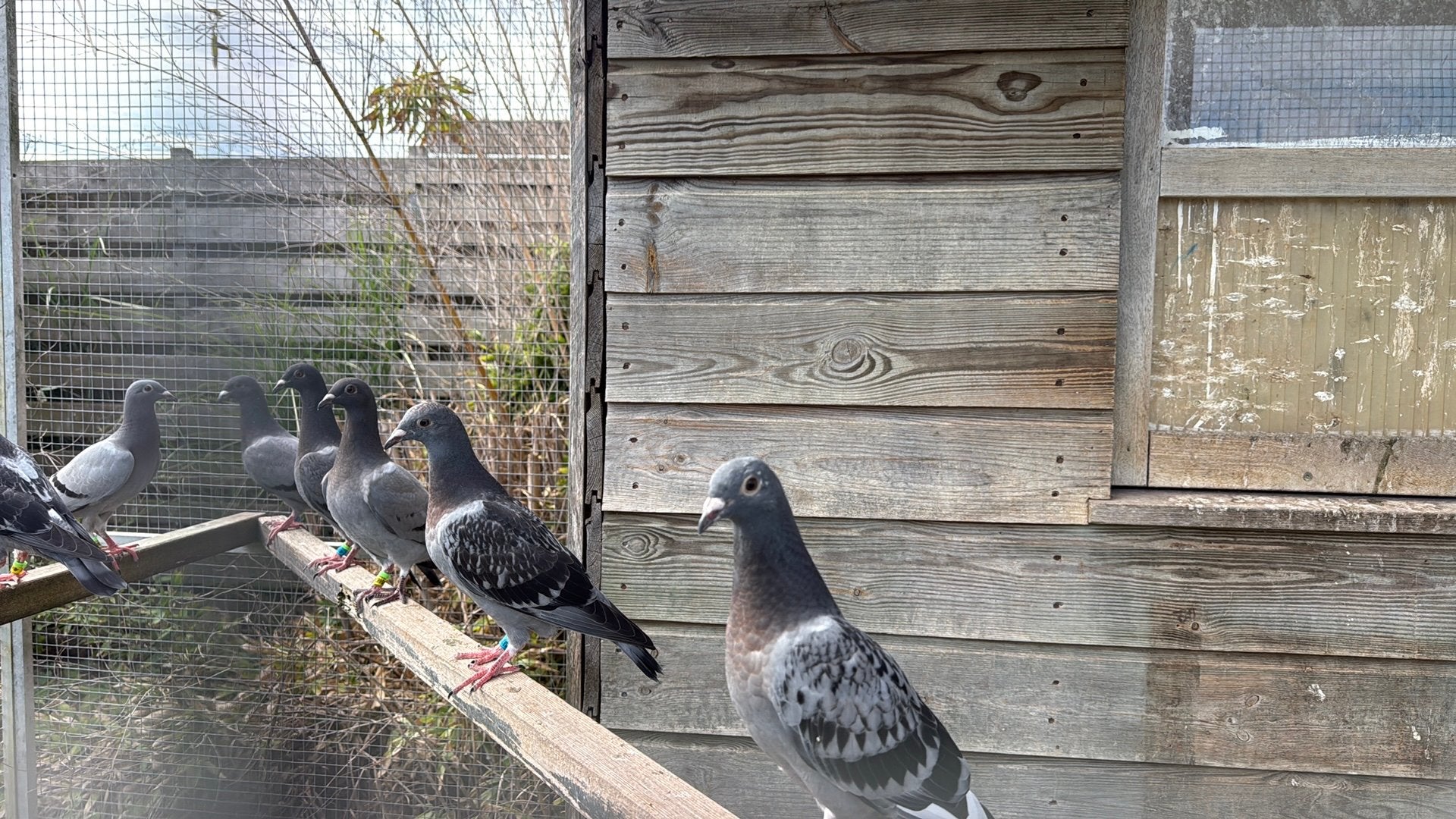 Jonge duiven  €15 p.st, Meerdere dieren, Postduif