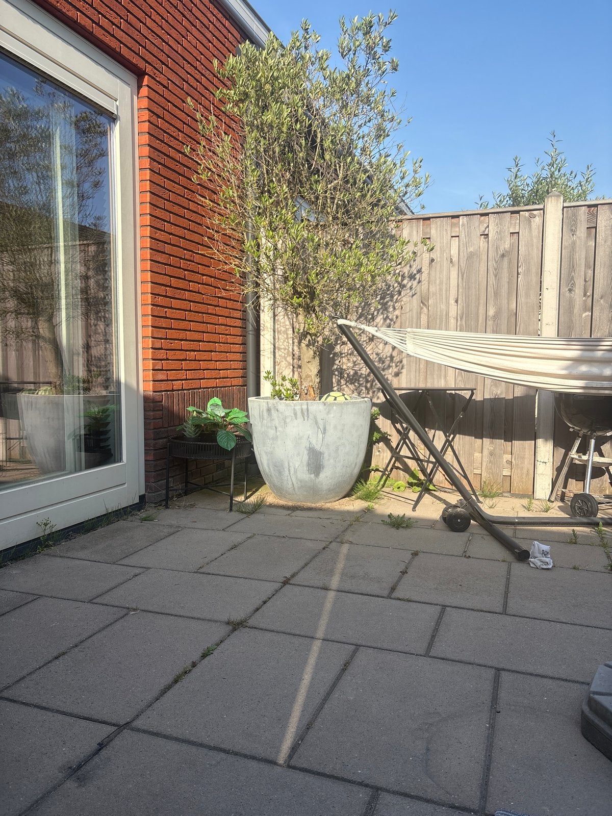 Olijfboom inclusief Grote betonnen plantenbak voor buiten, Tuin en Terras, Bloembakken en Plantenbakken, Ophalen, Gebruikt, Balkon