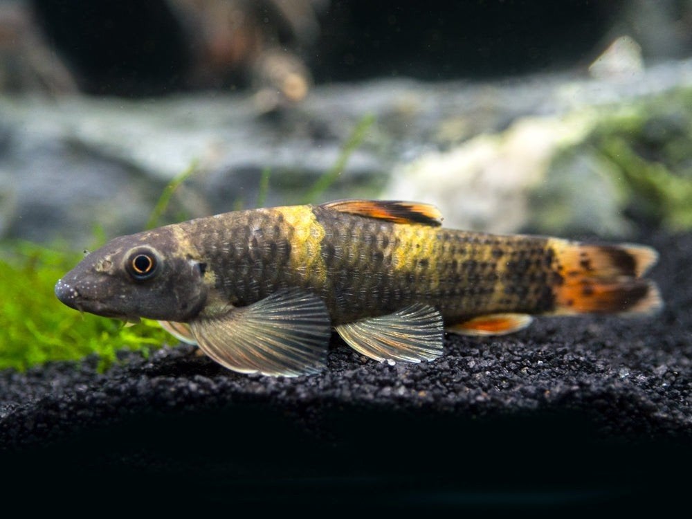 5 x Panda Garra(aquarium/schoonmaakster), Dieren en Toebehoren, Vis, Zoetwatervis, Schoolvis