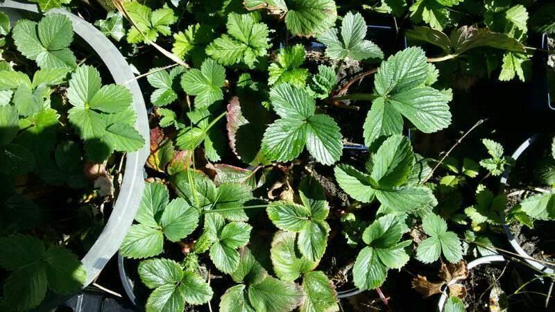 Aardbeienplanten, Tuin en Terras, Planten | Tuinplanten, Ophalen, Volle zon, Vaste plant, Fruitplanten
