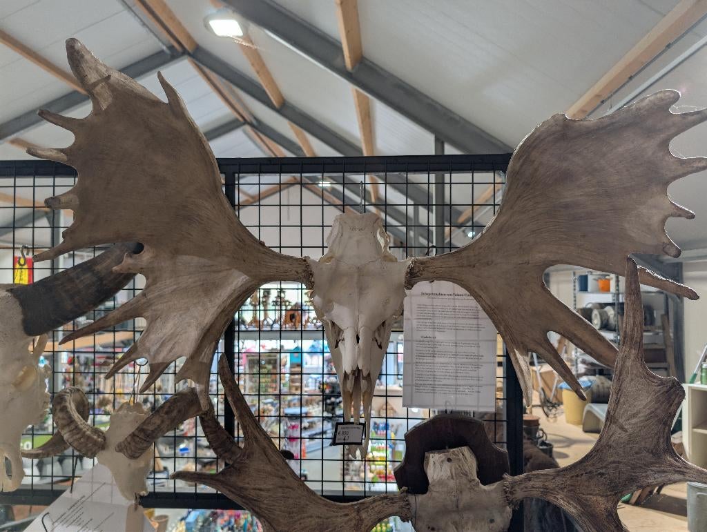 schedel van een Alaska eland, Ophalen, Nieuw, Wild dier, Schedel