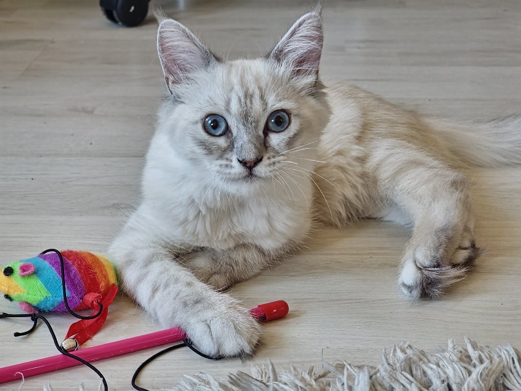 Ragdoll x Siberische Kitten - Poesje Lief & Prachtig, Poes, Ontwormd, 0 tot 2 jaar