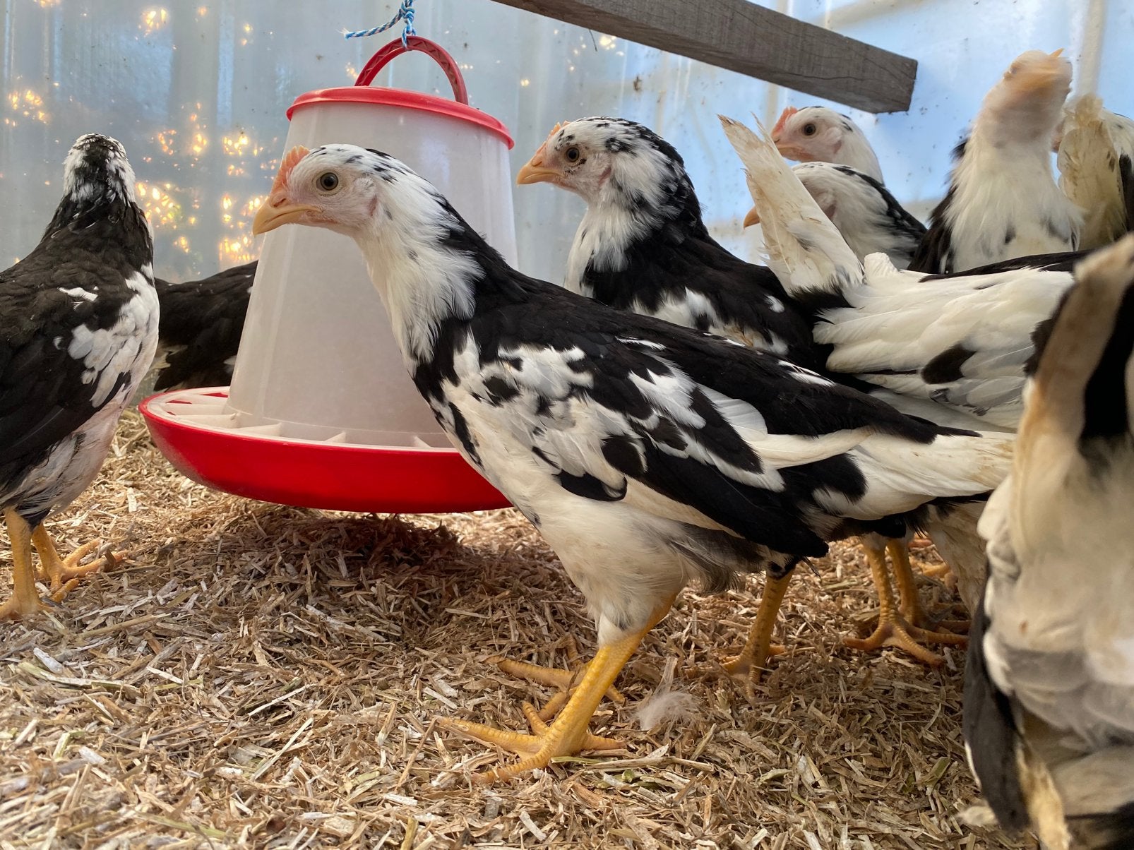 Jonge hennen witbonte Leghorn groot, Dieren en Toebehoren, Pluimvee, Vrouwelijk, Kip
