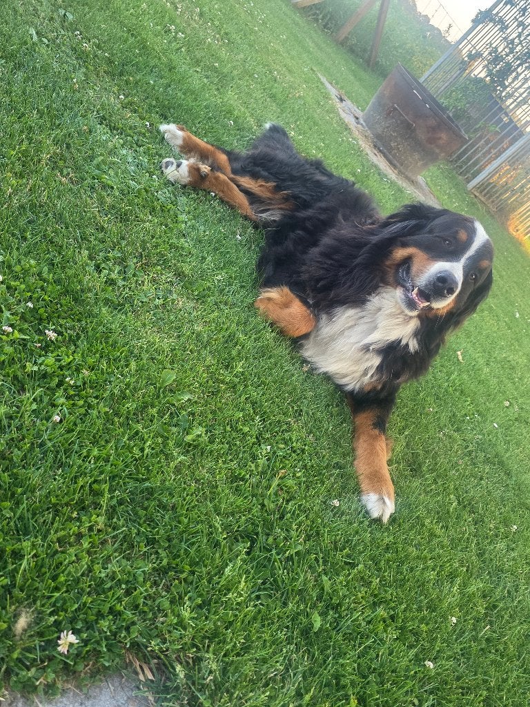 Hond berner sennen, Dieren en Toebehoren, Honden | Setters en Staande honden, Reu, Overige rassen, Particulier, Eén hond, Nederland