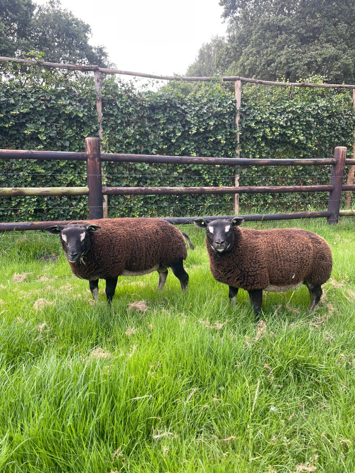 Stamboek Dassenkop Texelaar Dekrammen, Mannelijk, Schaap, 0 tot 2 jaar
