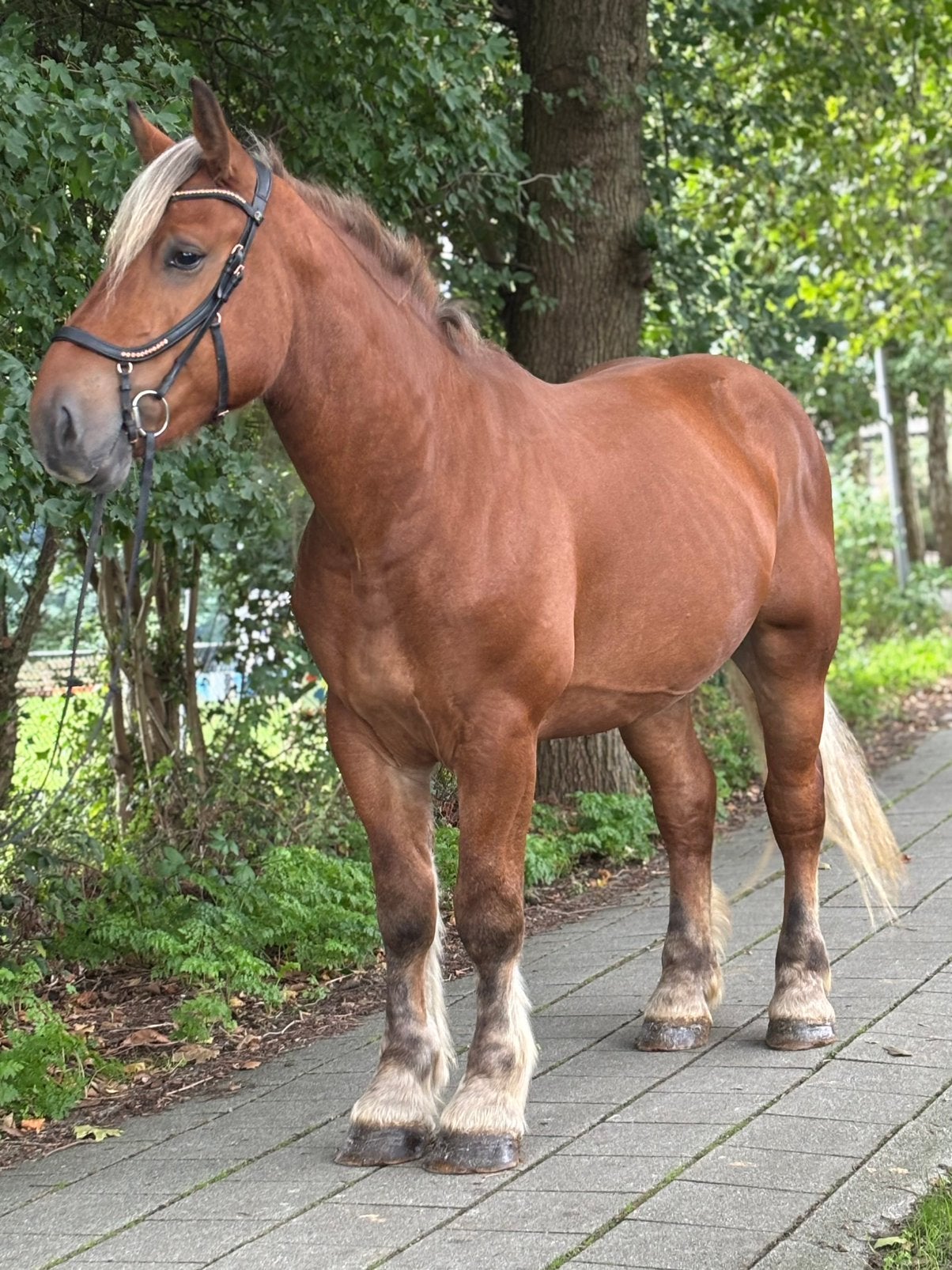 Lio – De Grote Vriendelijke Reus met een Gouden Karakter, B, Hengst, 3 tot 6 jaar, Met stamboom