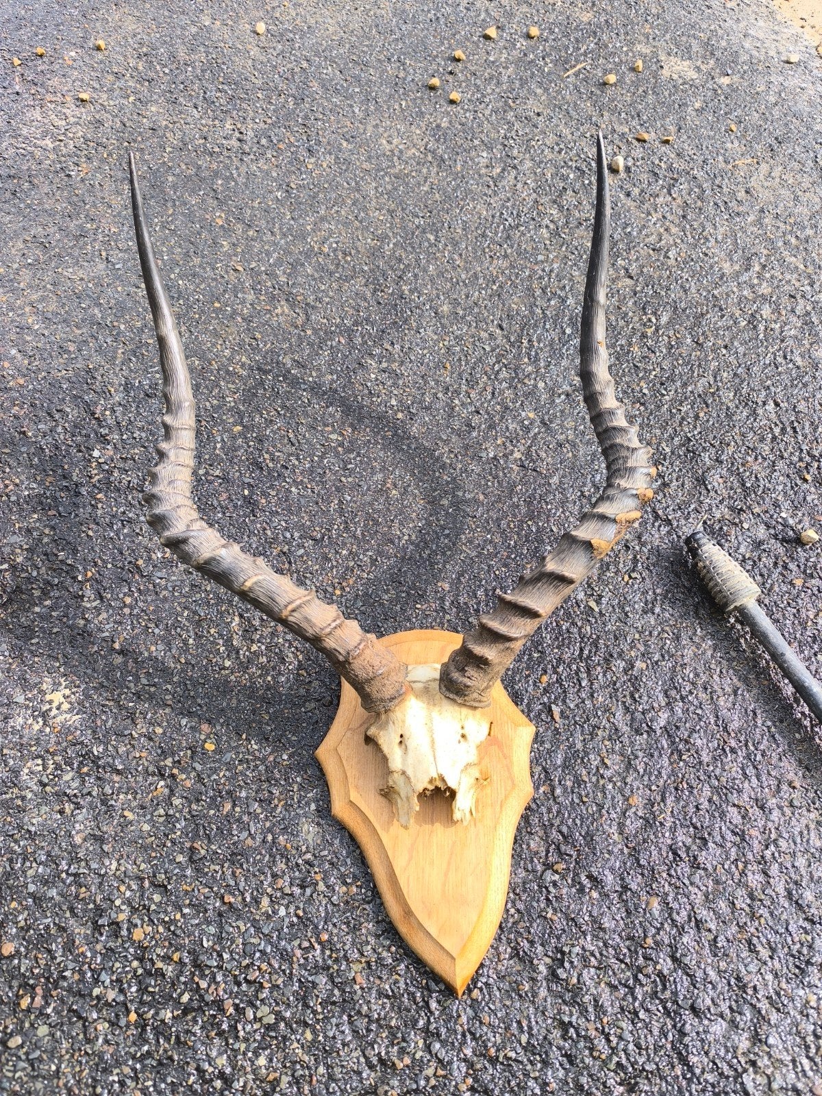 Impala hoorns op schild - Decoratieve wanddecoratie, Ophalen of Verzenden, Gebruikt, Beeldje of Figuurtje