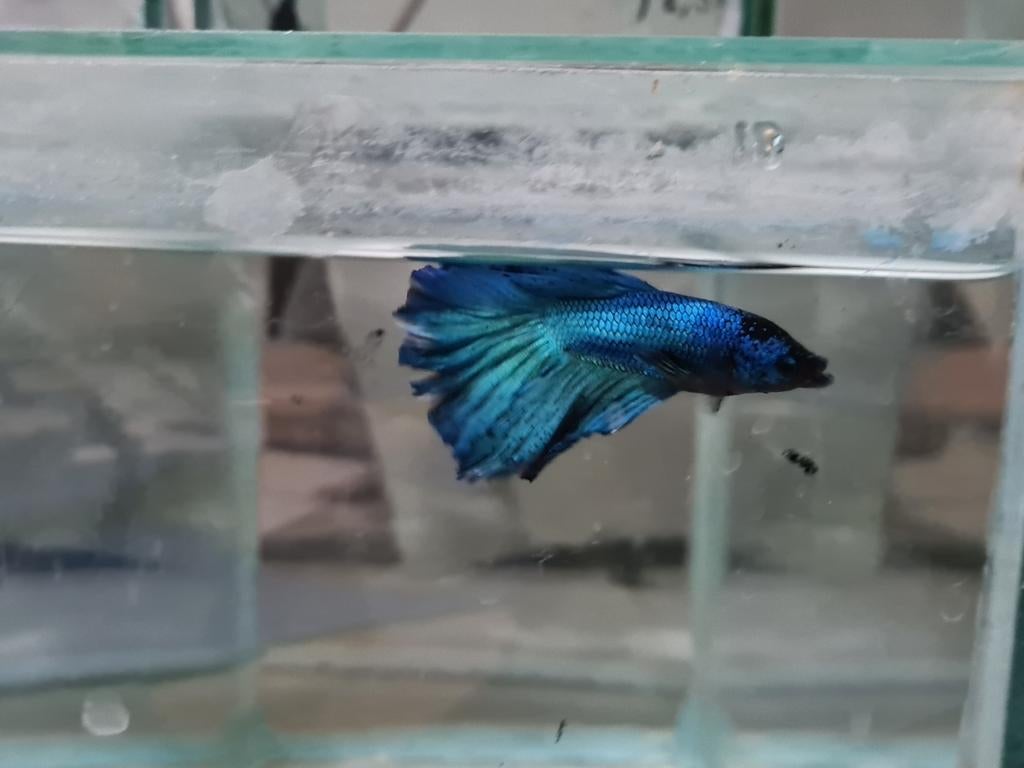 Betta splendens super delta kempvis man