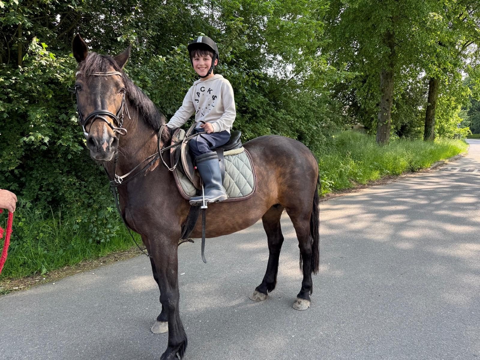 Recreatie pony te koop, Merrie, Niet van toepassing, Gechipt, 11 jaar of ouder