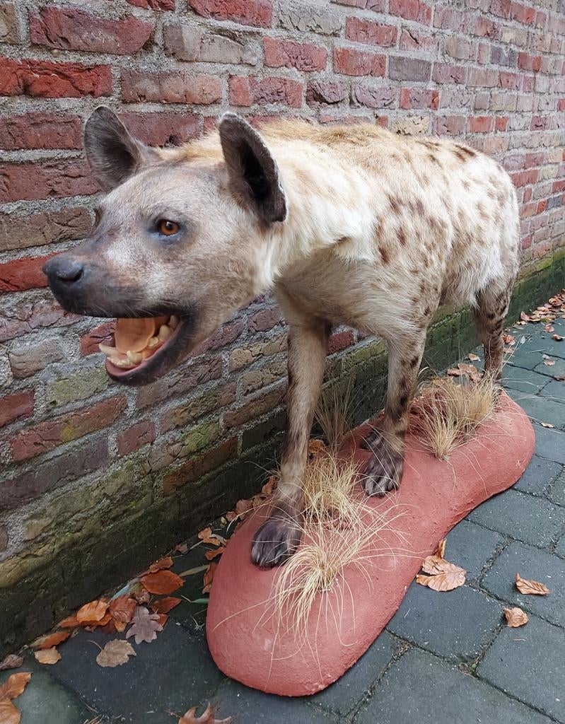 Opgezette hyena afrika taxidermy curiosa schedel skull uniek, Ophalen, Wild dier, Opgezet dier