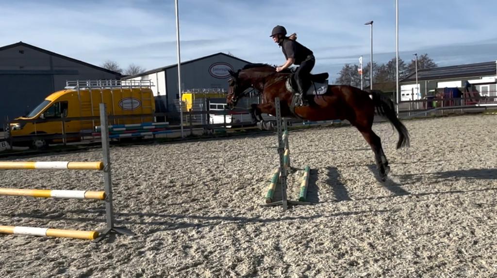 Leuke alrounder te koop, Dieren en Toebehoren, Paarden, Ruin, Niet van toepassing, 160 tot 165 cm, 11 jaar of ouder, Dressuurpaard