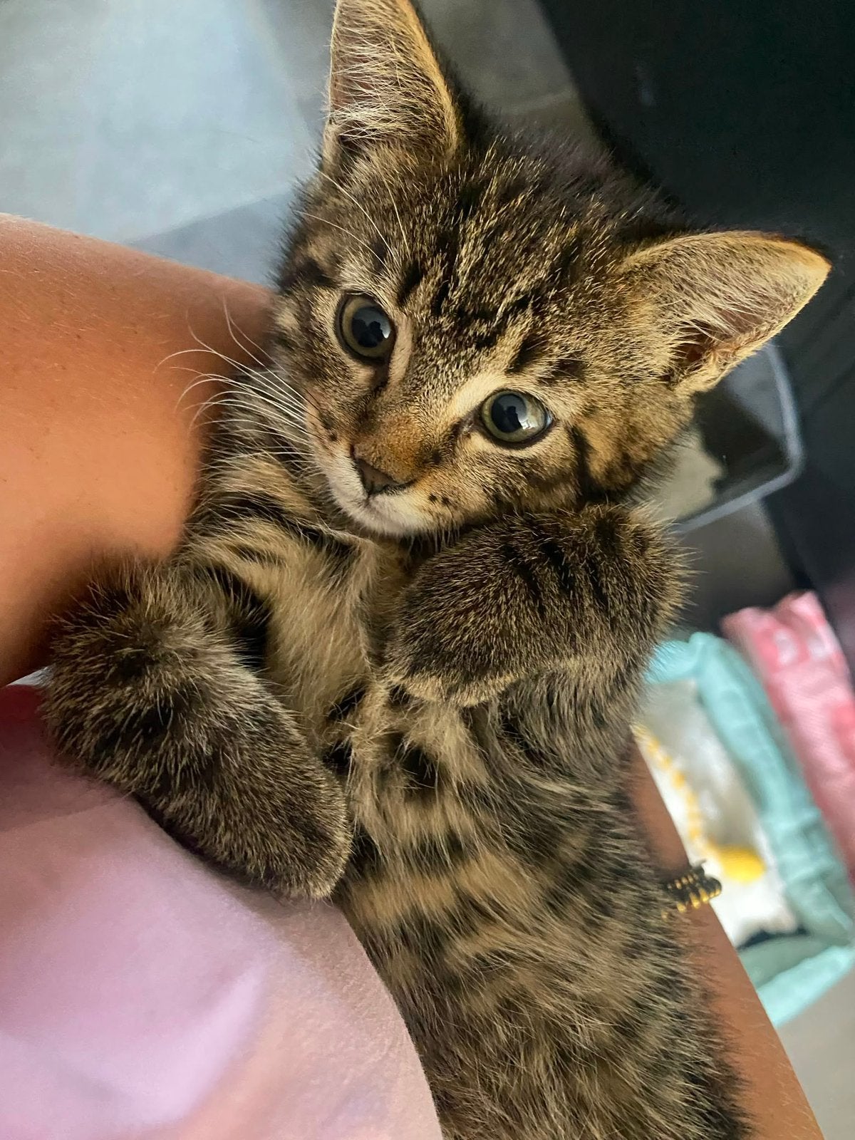 Lieve kitten zoekt nieuw baasje!, Poes, Kortharig, 0 tot 2 jaar