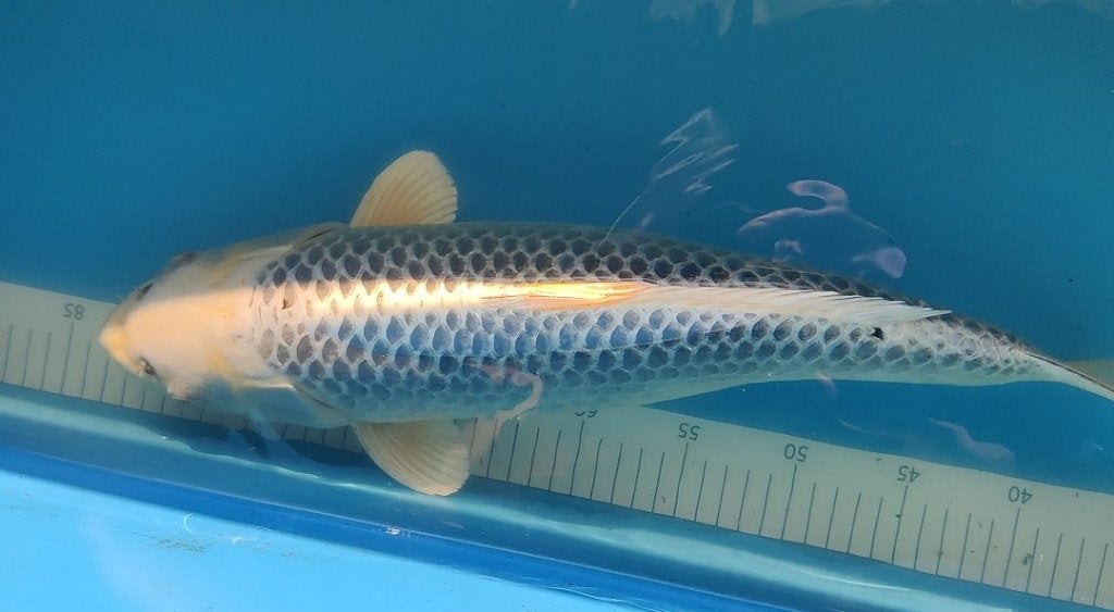 gin matsuba, Dieren en Toebehoren, Karper of Koi