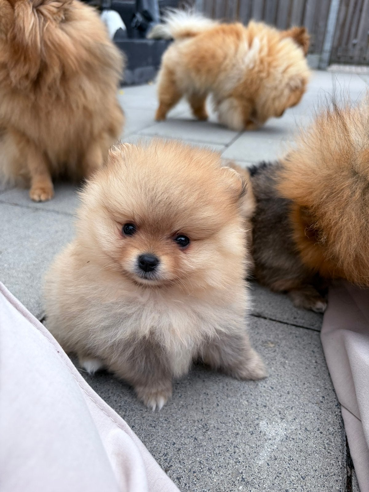 Prachtige pomeranian pups! NL gefokt met stamboom, Dieren en Toebehoren, Parvo, Keeshond, 8 tot 15 weken, Meerdere