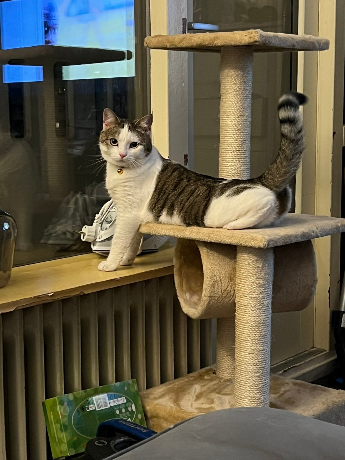 Lieve onafhankelijke poes zoekt nieuw thuis met buitenruimte, Dieren en Toebehoren, Katten en Kittens | Overige Katten, Poes