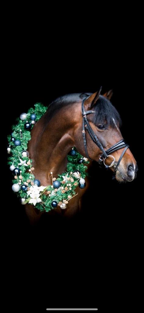 Te koop Elegante Andalusiër pony – 10 jaar – 1.54 m incl tbh, Ruin