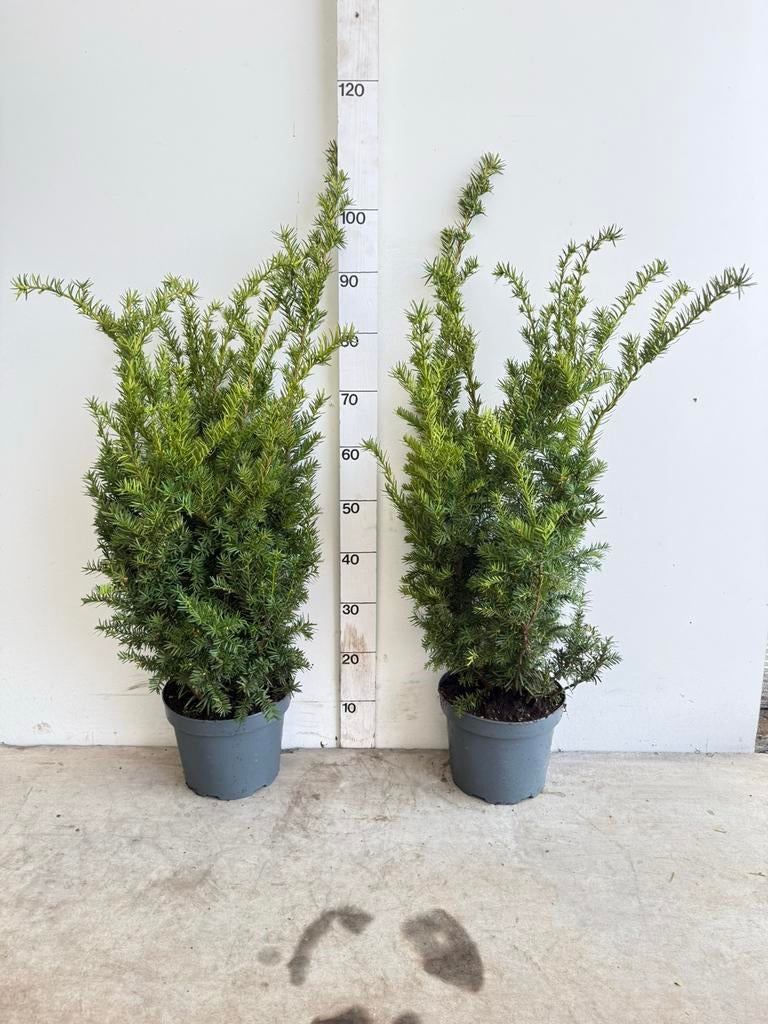 Taxus baccata, Ophalen of Verzenden, Taxus, Minder dan 100 cm