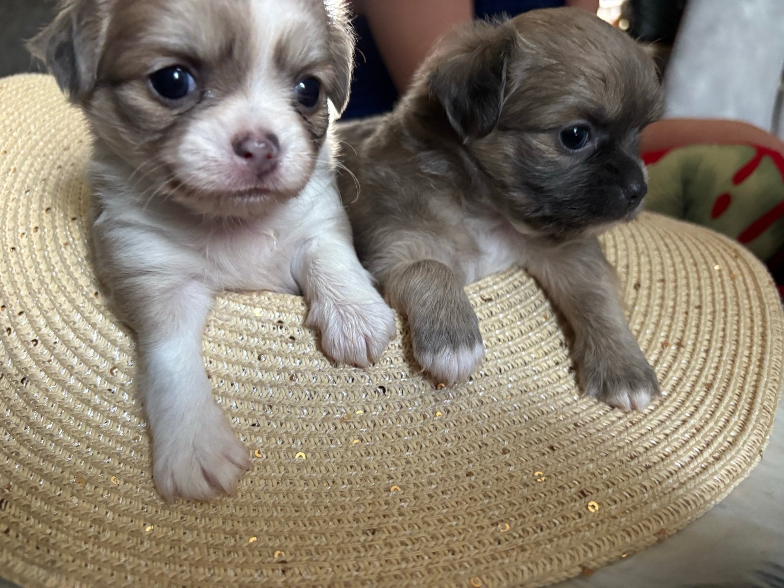 Liefdevolle ShiChi puppy’s, Dieren en Toebehoren, Honden | Chihuahua's en Gezelschapshonden, CDV (hondenziekte), 8 tot 15 weken