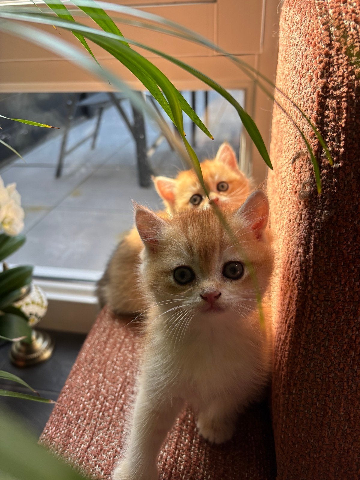 Britse korthaar kittens 100% golden shaded, Meerdere dieren, Met stamboom