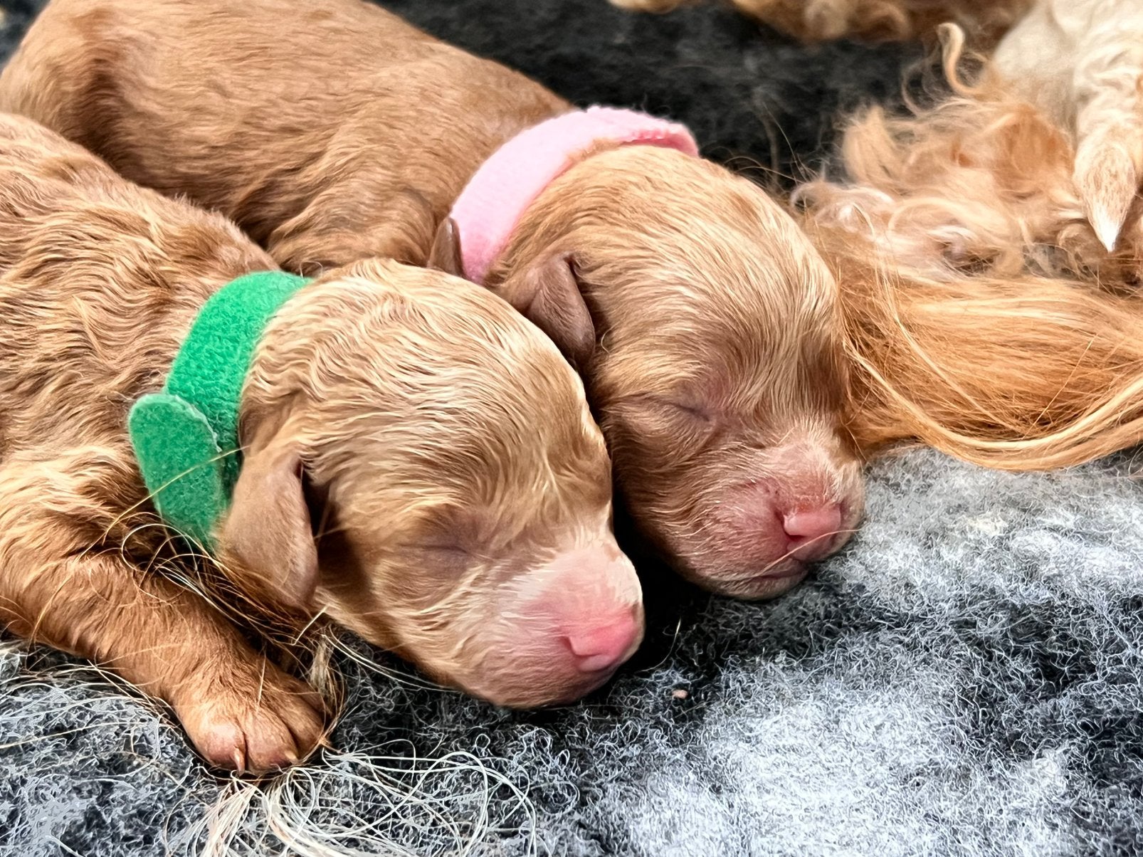 Prachtig nestje van 4 Toy Poedel pups, Dieren en Toebehoren, Poedel, 8 tot 15 weken, Meerdere, Meerdere dieren