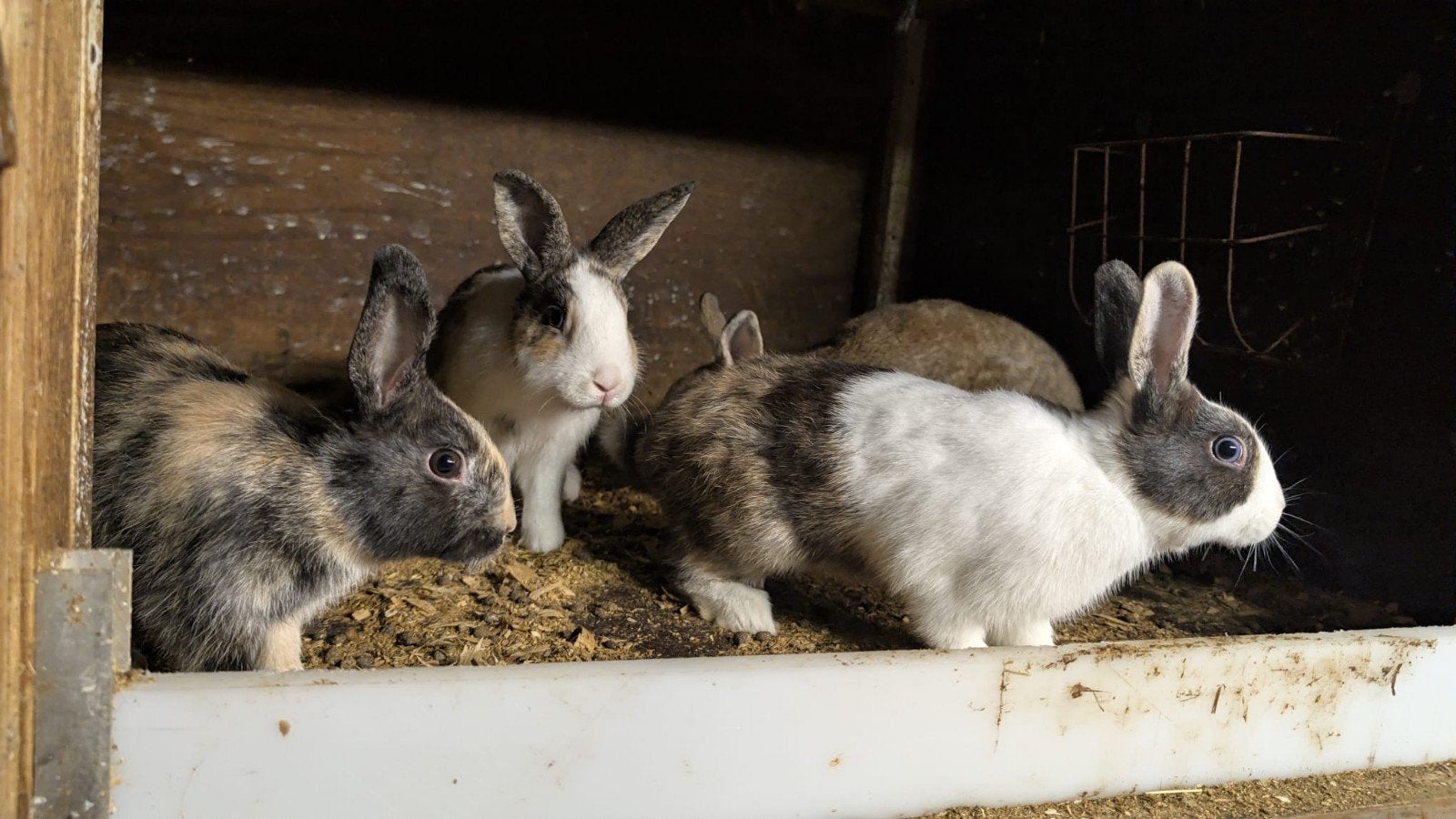 Meerdere dwerg konijnen te koop, Dieren en Toebehoren, Mei, Meerdere dieren, Overige typen, Tam