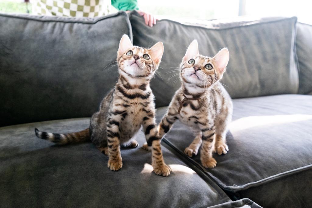 Bengaalse kittens stamboek, Kater, Met stamboom
