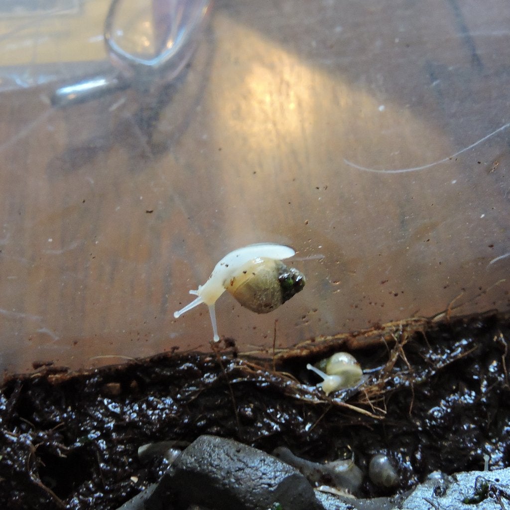 Gratis af te halen; baby reuzenslakjes Achatina fulica, Dieren en Toebehoren, Overige Dieren, Juli, Geslacht onbekend