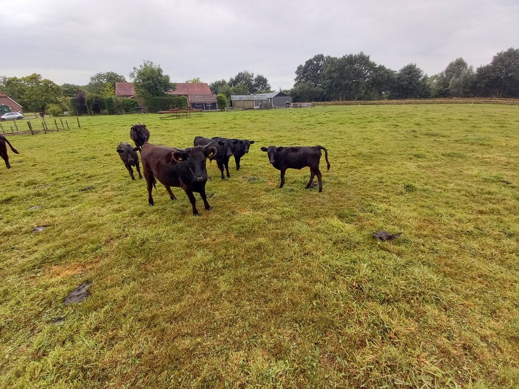 Te koop:  Stamboek Dexter runderen, Meerdere dieren, 0 tot 2 jaar