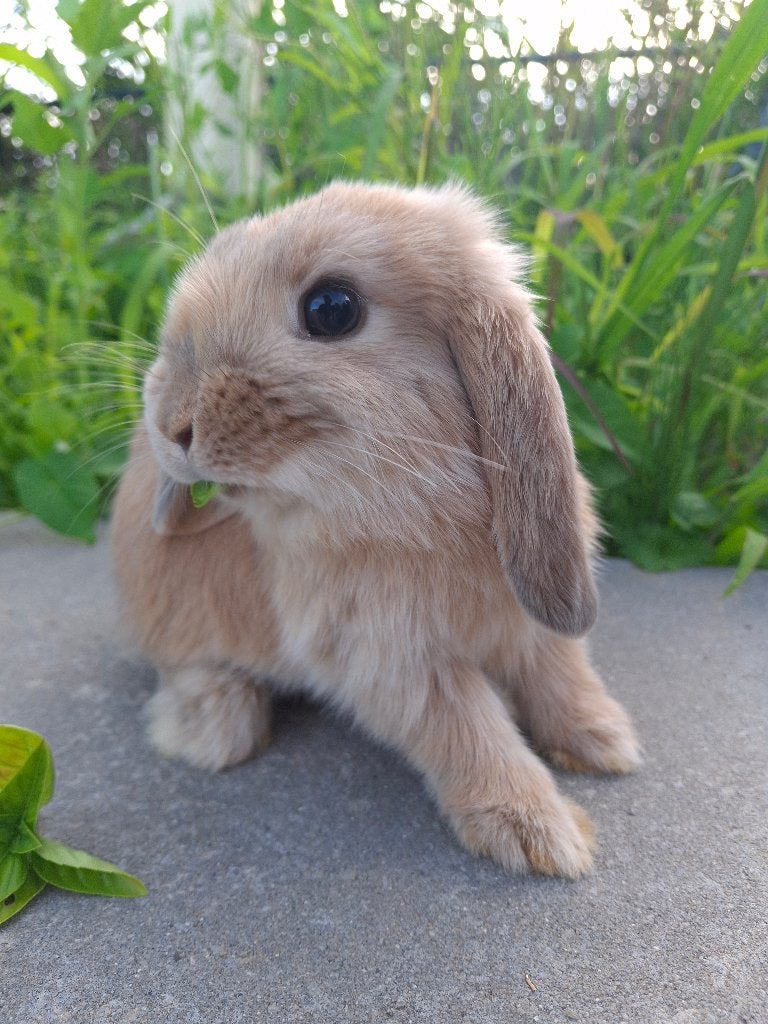 Super knap rammetje, Dieren en Toebehoren, Konijnen, Mannelijk, Middelgroot, Hangoor, 0 tot 2 jaar