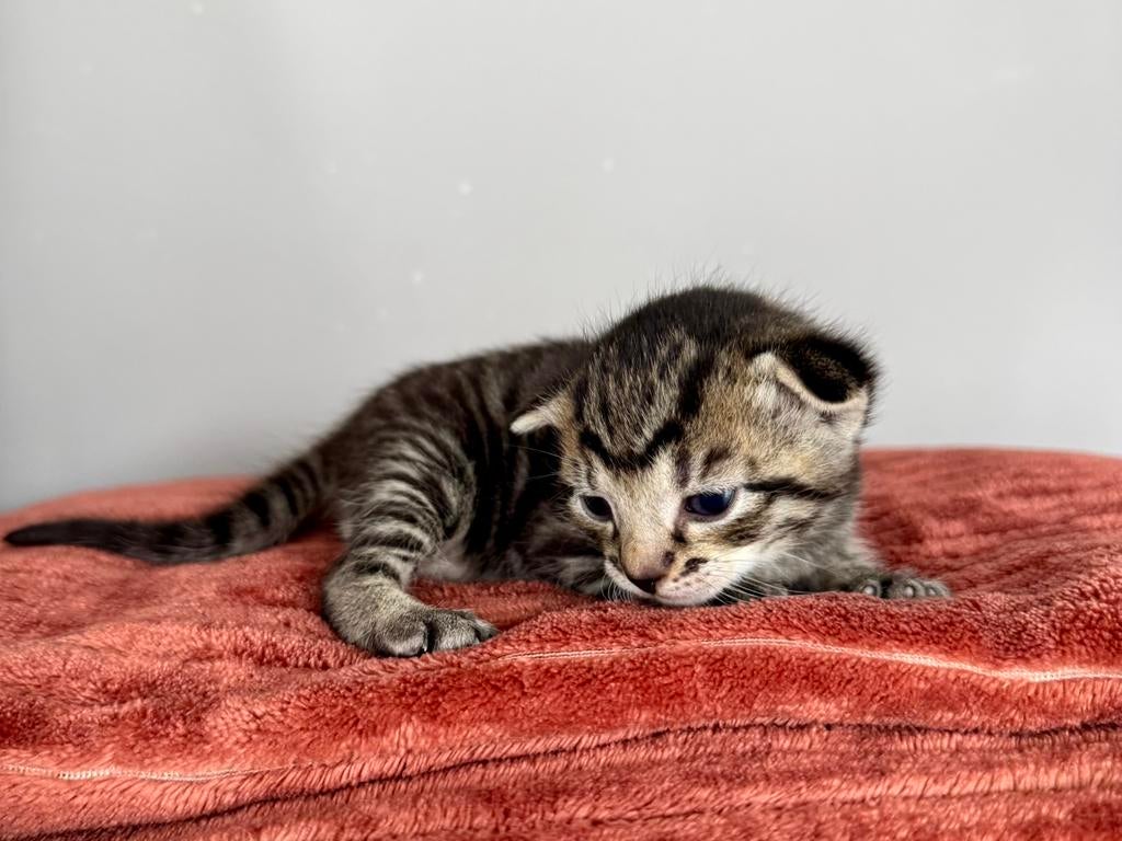 Lieve kittens te koop poes en kater kitten, Meerdere dieren, Kortharig, 0 tot 2 jaar