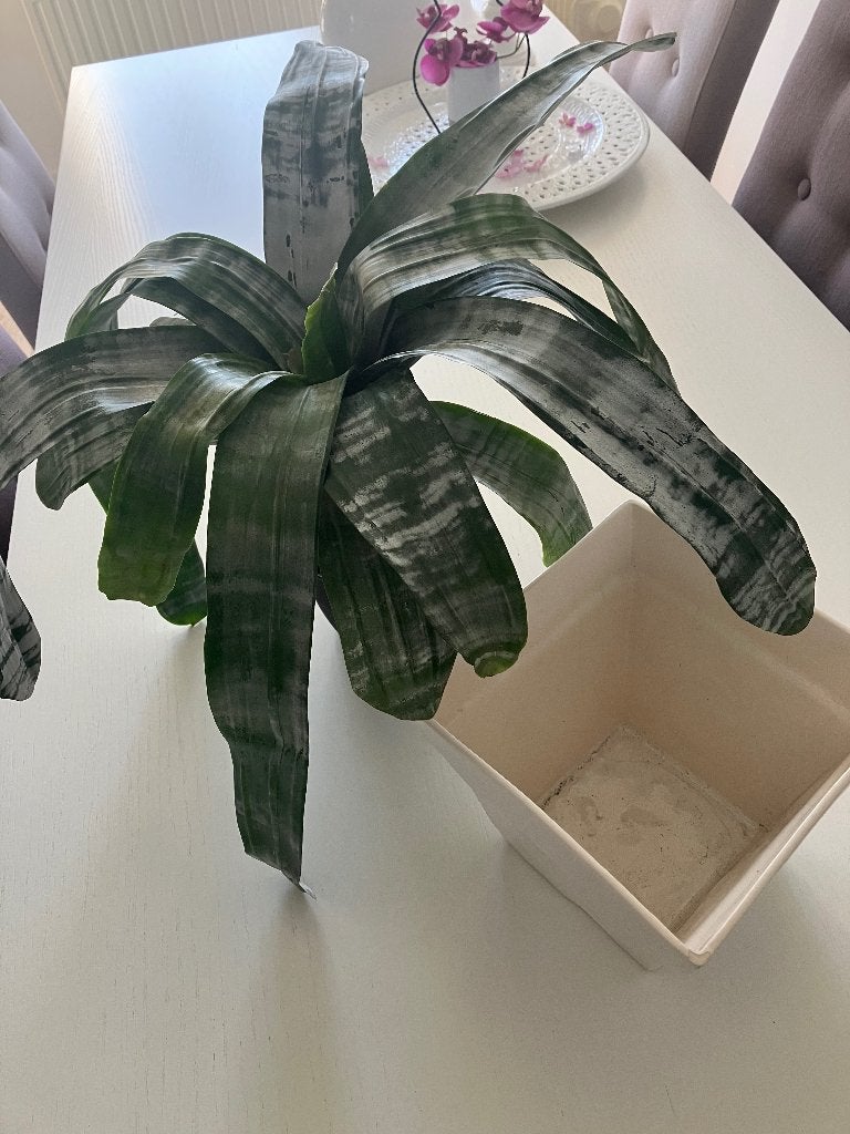 Plantenpot incl. Bromelia Aechmea Fasciata plant, Ophalen, Vetplant, In pot, Minder dan 100 cm