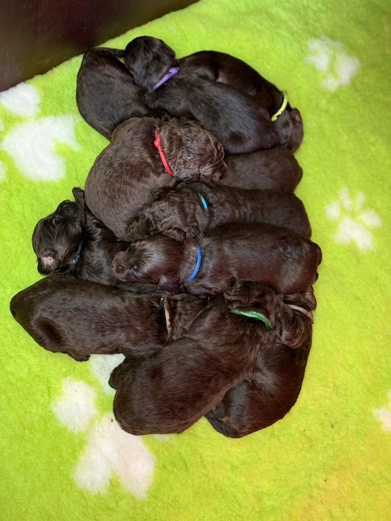 Labradoodle pups, Parvo, Overige rassen, 8 tot 15 weken, Teef