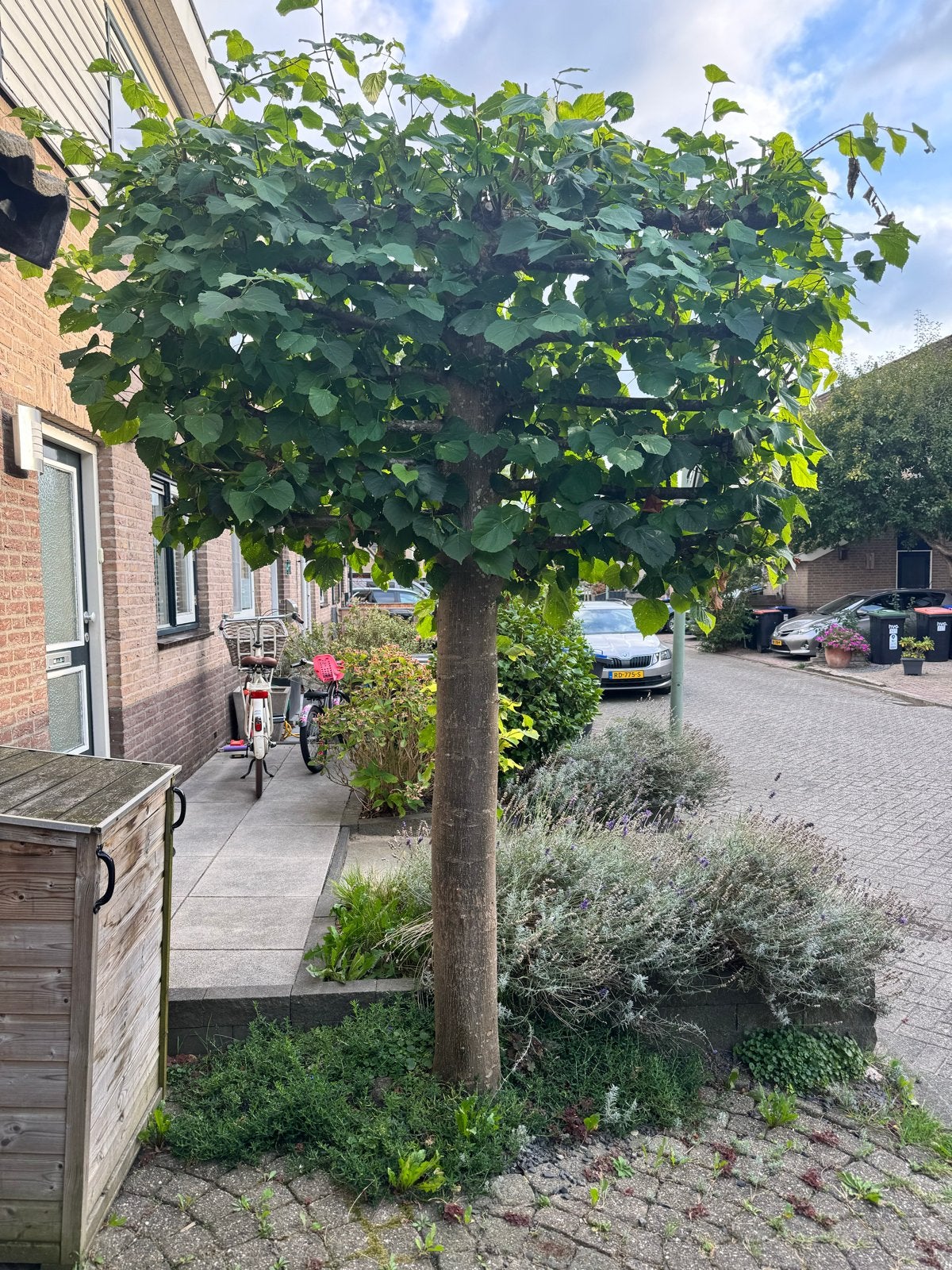 3 Lindes te koop - Eruit halen in overleg, Volle zon, 250 tot 400 cm, Zomer, Overige soorten