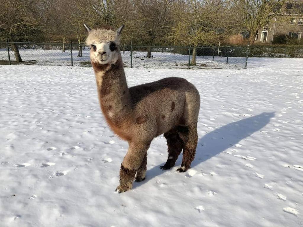 Grijze alpaca topkwaliteit dekhengst LYA Aragon te koop, Dieren en Toebehoren, Mei, Mannelijk