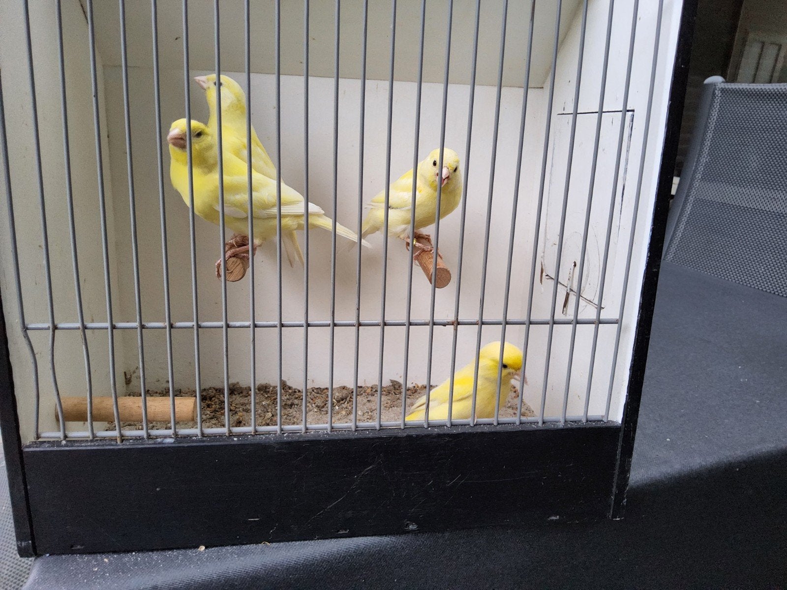 gele zang kanaries, Dieren en Toebehoren, Vogels | Kanaries, Meerdere dieren, Kleurkanarie