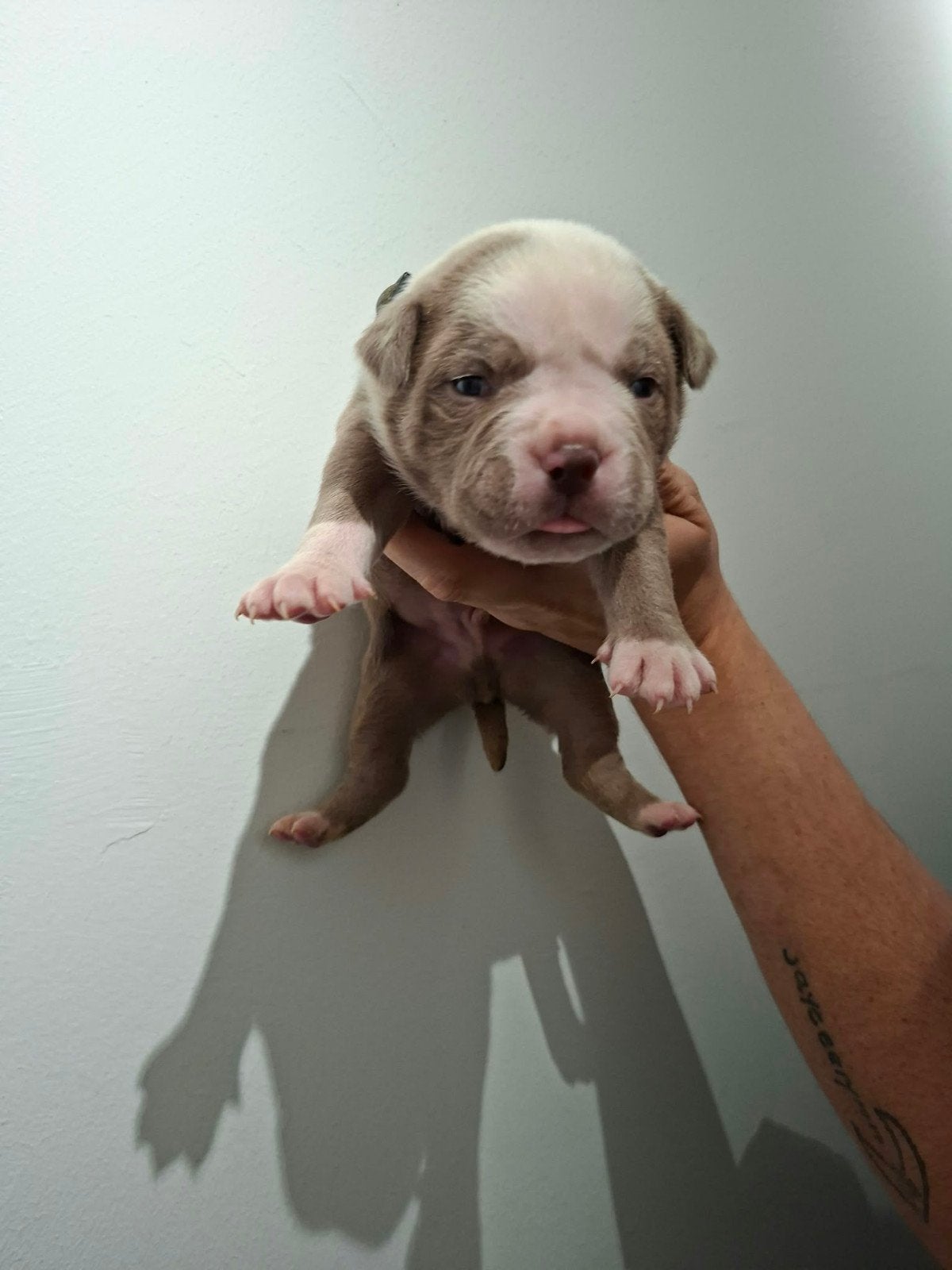 Amerikaanse Bulldog pups - Type Bully, Dieren en Toebehoren, Reu, 8 tot 15 weken, Bulldog, Meerdere