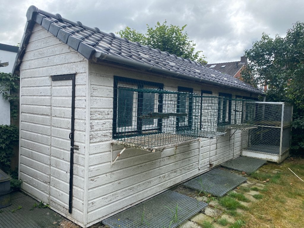 Duivenhok, Dieren en Toebehoren, Mannelijk, Postduif