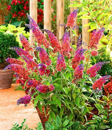 Buddleja davidii 'Flower Power' Vlinders meerkleurig geurend, Tuin en Terras, Planten | Tuinplanten, Verzenden, Zomer, Overige soorten