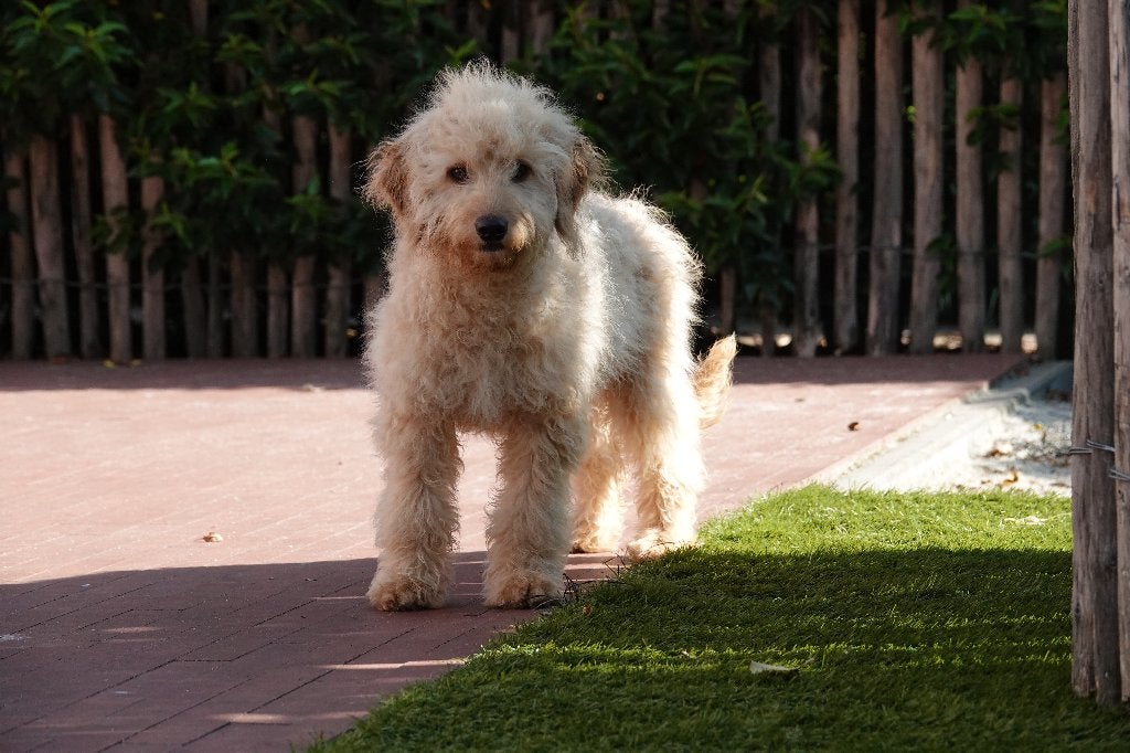Prachtige abrikoze Cockapoo pups, Parvo, Nederland, 15 weken tot 1 jaar, Overige rassen