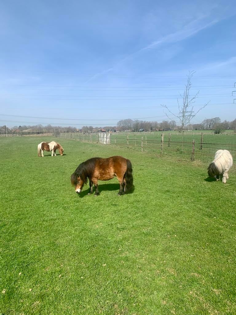 Weidegang aangeboden met inloopstal  Harderwijk Hierden, Dieren en Toebehoren, Weidegang