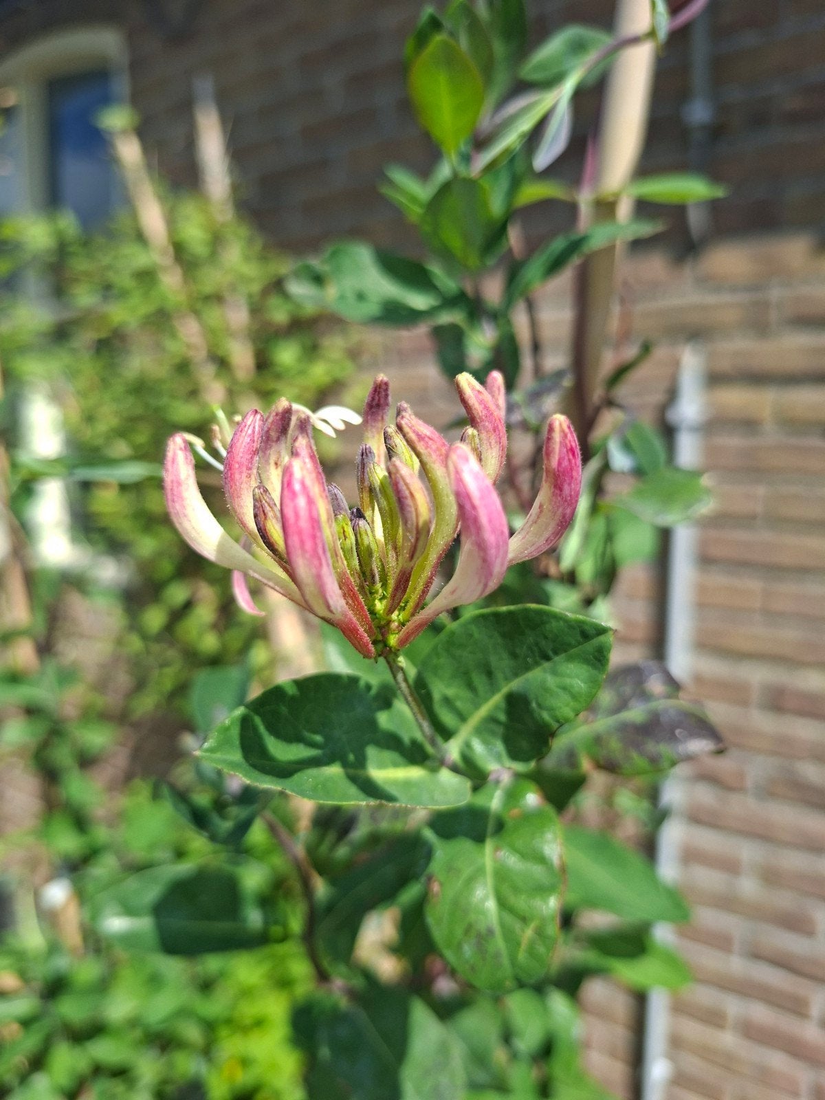 Lonicera periclymenum klimplant kamperfoelie 5 voor €75, Ophalen, Overige soorten, Minder dan 100 cm