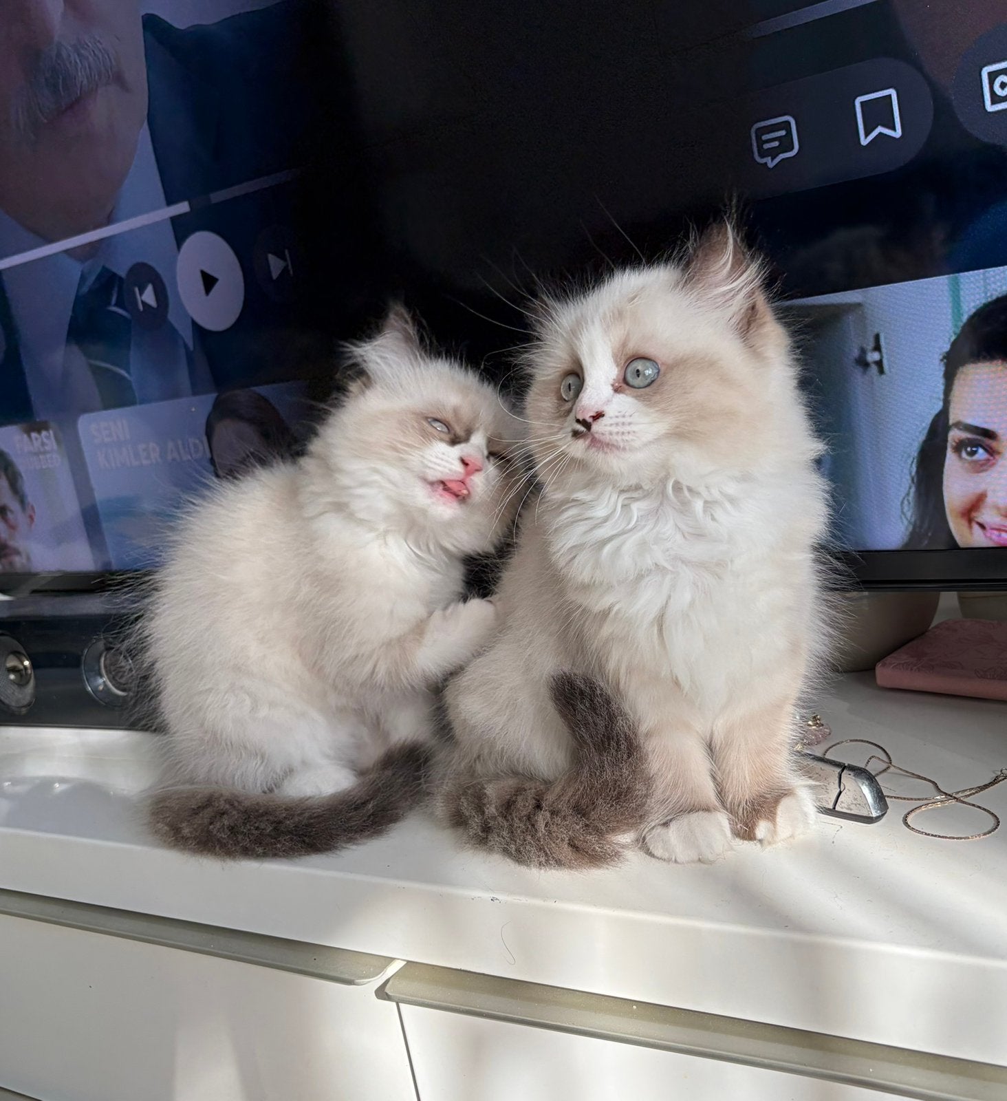 bijzondere Ragdoll kittens met blue point, Dieren en Toebehoren, Katten en Kittens | Raskatten | Langhaar, Meerdere dieren, Ontwormd