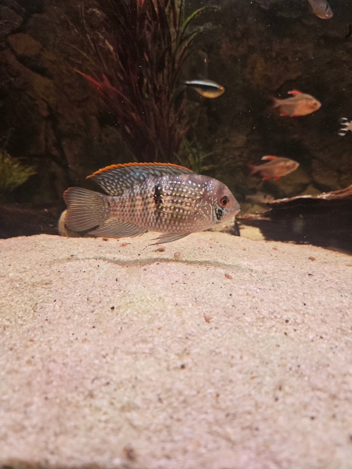 Te koop: 4x Blue Acara (Andinoacara pulcher), Vis, Zoetwatervis