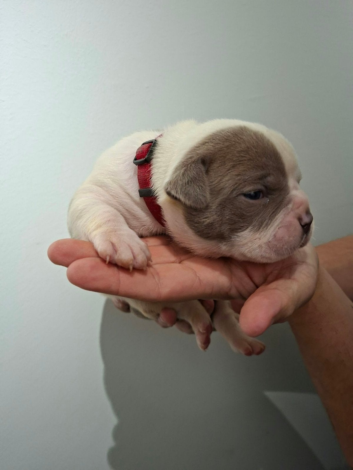 Amerikaanse Bulldog pups - Type Bully, Dieren en Toebehoren, Reu, 8 tot 15 weken, Bulldog, Meerdere